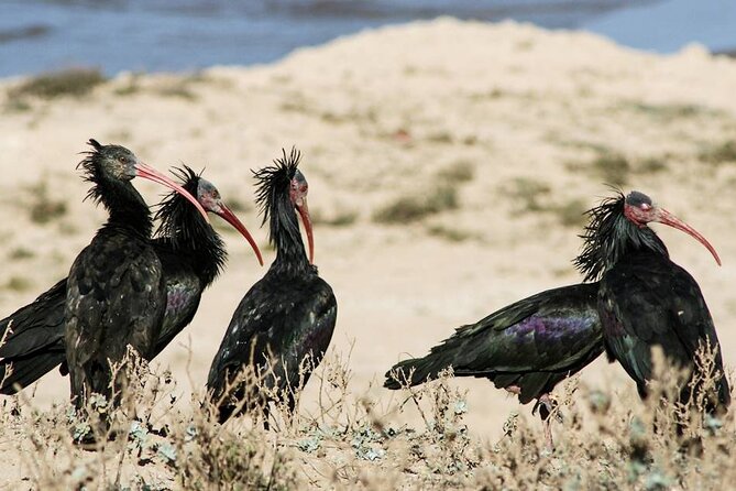 Souss Massa National Park Half Day Trip from Agadir - Tifnit brings the trip to the Atlantic
