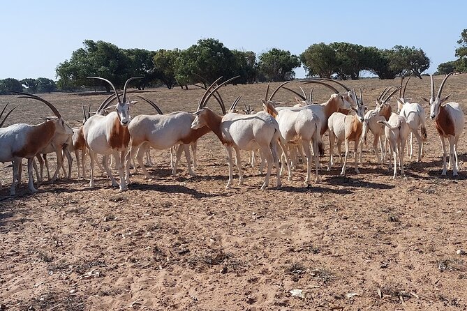 Souss Massa National Park Half Day Trip from Agadir - Lunch, extra costs, and the $104.53 price