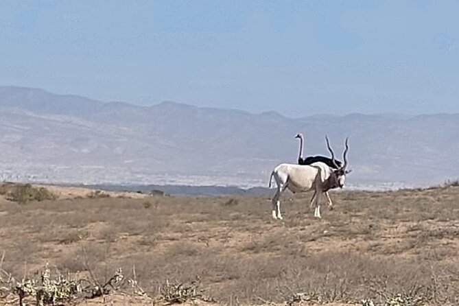 Souss Massa National Park Half Day Trip from Agadir - Who will get the most from this half-day outing