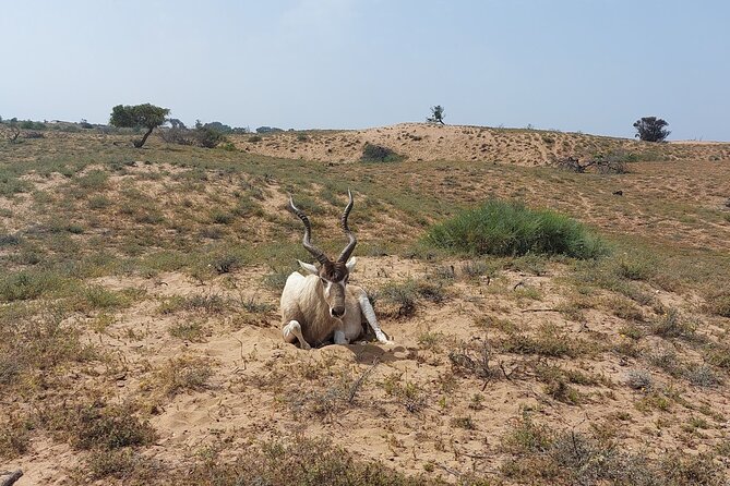 Souss Massa National Park Half Day Trip from Agadir - Practical ways to make the morning better