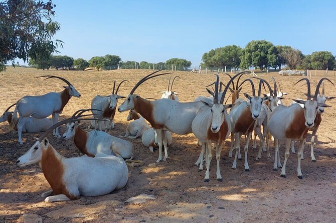 Souss Massa National Park Half Day Trip from Agadir - Two hours among the animals of Souss Massa
