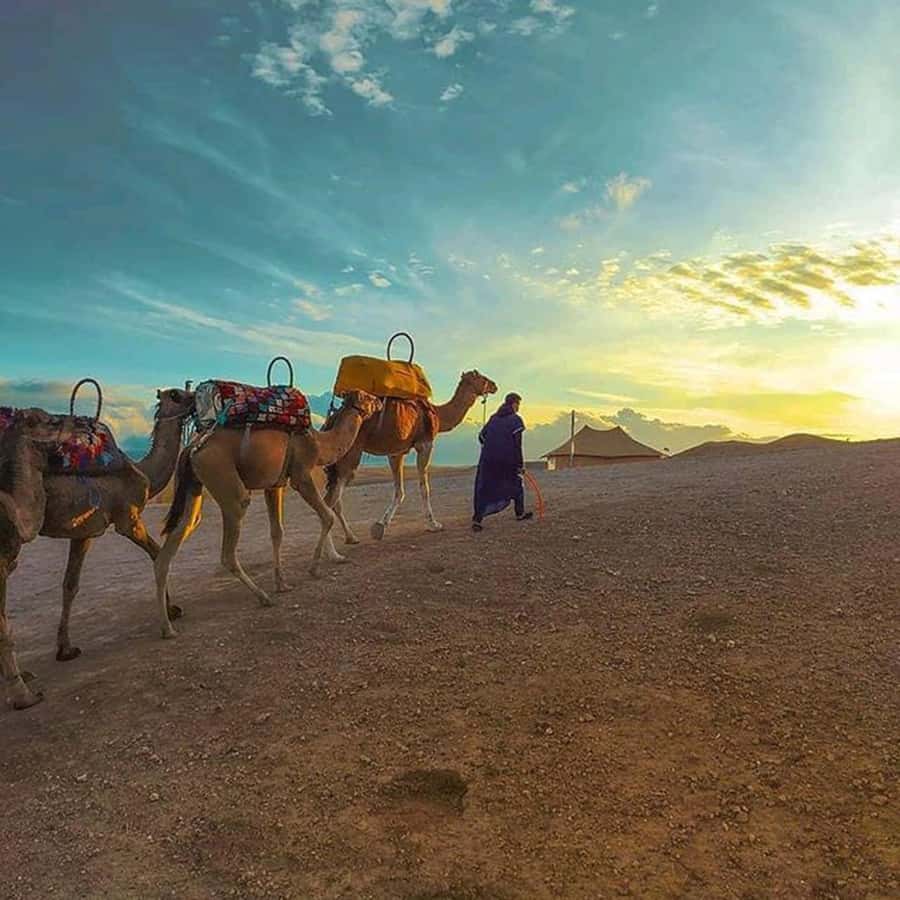 Sun set camel ride in palmerai of Marrakesh - Comfort, safety, and who should skip it