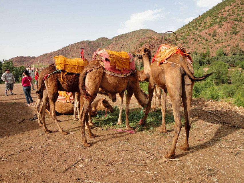 Sun set camel ride in palmerai of Marrakesh - Palmeraie sunset ride compared with other Morocco excursions