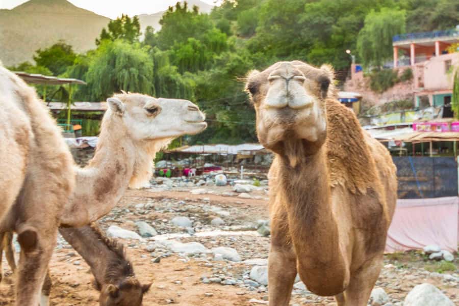 Sun set camel ride in palmerai of Marrakesh - Should you book this camel ride?