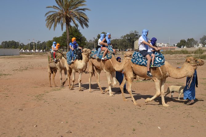 Sunset camel ride in Agadir with transport, tea and cakes. - Key points at a glance