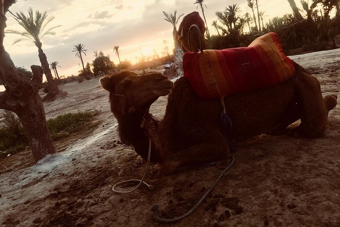 Sunset Camel Ride in the Palm Grove of Marrakech - Riding through Marrakech’s Palmeraie