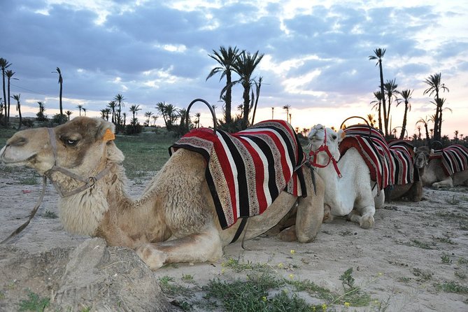 Sunset Camel Ride in the Palm Grove of Marrakech - Comfort, clothing, and who will enjoy it most