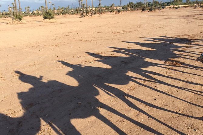 Sunset Camel Ride in the Palm Grove of Marrakech - Should you book the sunset camel ride?