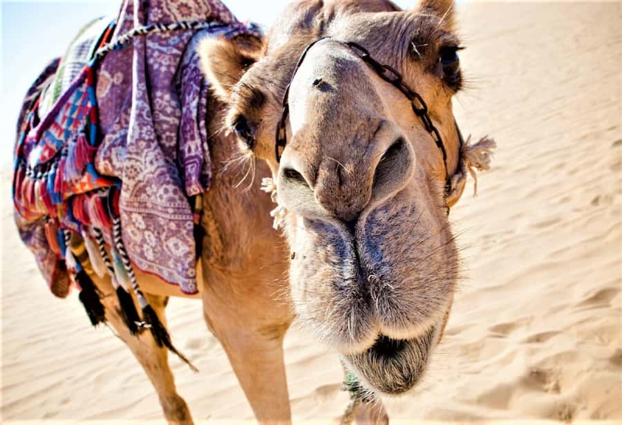 Sunset Camel Riding Including BBQ Dinner & Hotel Transfers - Meeting the camels and settling into the ride