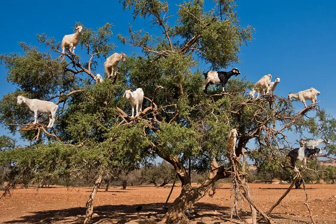 Taroudant half day excursion from Agadir - What the $75.49 price means