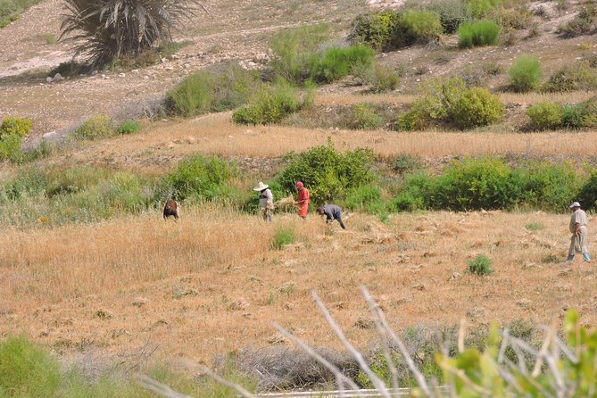 Walk between Argan Forest, Ocean & Waterfalls. 12 km - Guides who shape the experience
